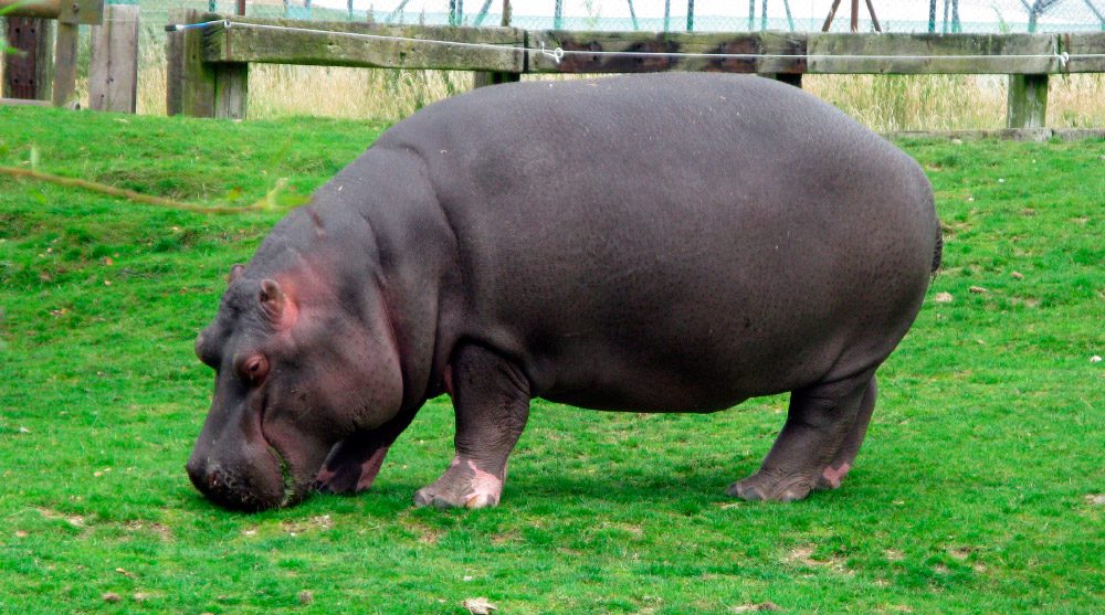 Comportamiento del hipopótamo común
