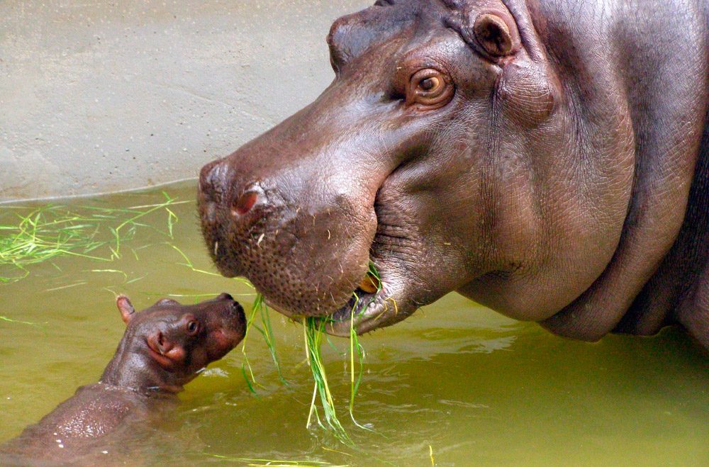 Dieta de los hipopótamos