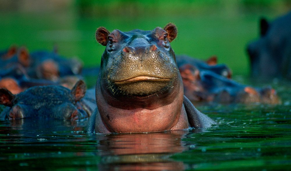 ¿Dónde vive el hipopótamo?