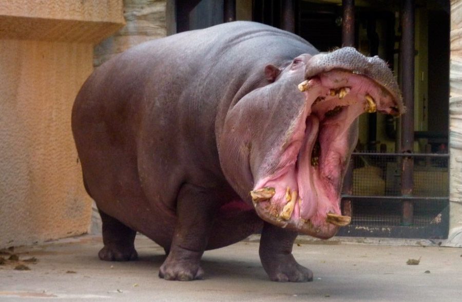 Resultado de imagem para fotos de hipopotamo