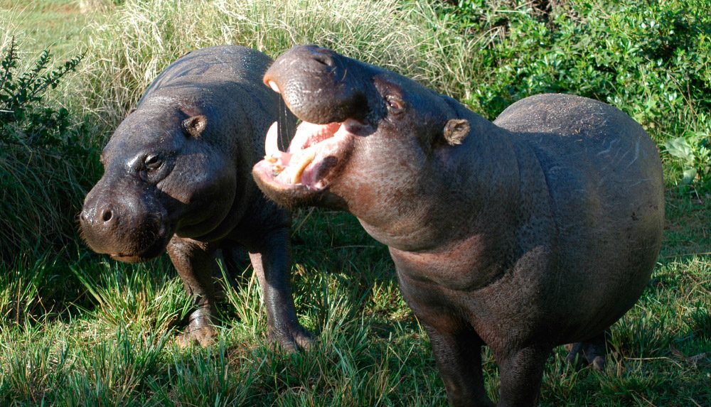 Resultado de imagen para hipopotamo dientes