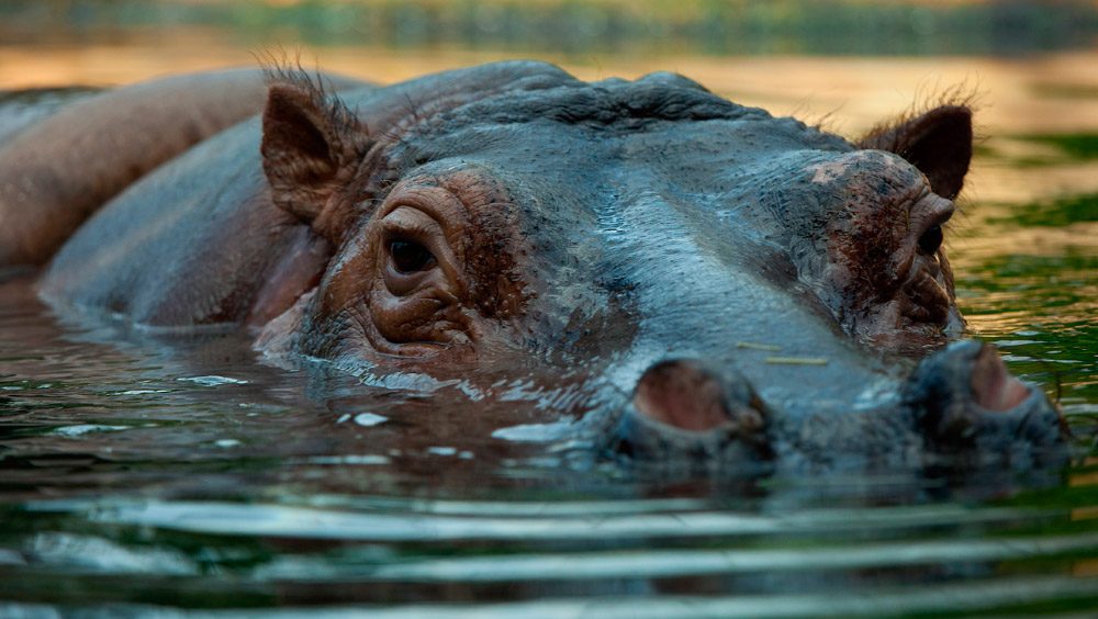 Hechos interesantes sobre los hipopótamos