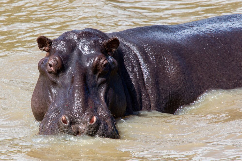 Hipopótamo en el agua