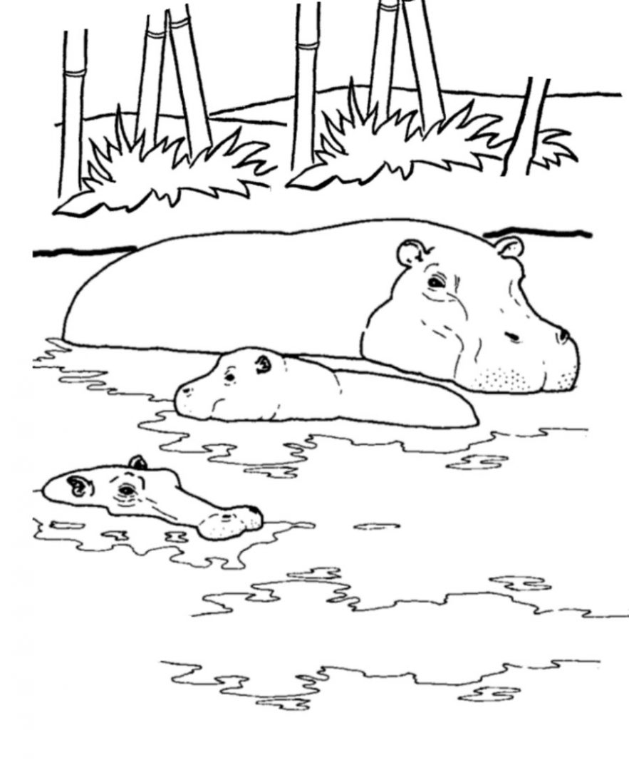 Hipopótamos para colorear