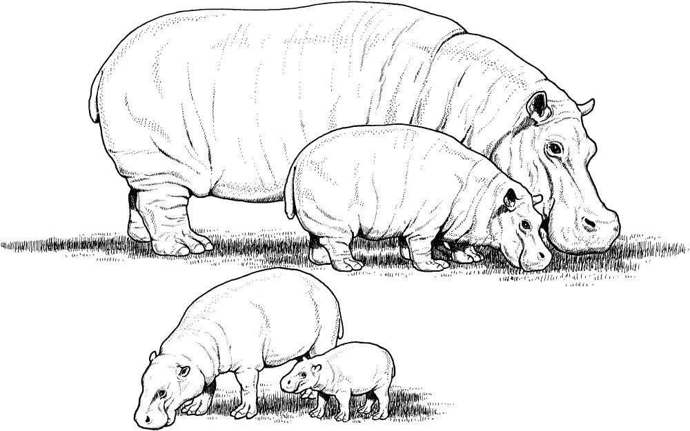 Hipopótamos para pintar