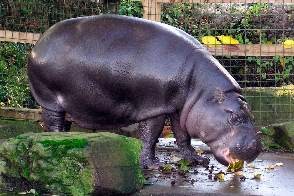 Imagenes del hipopótamo pigmeo