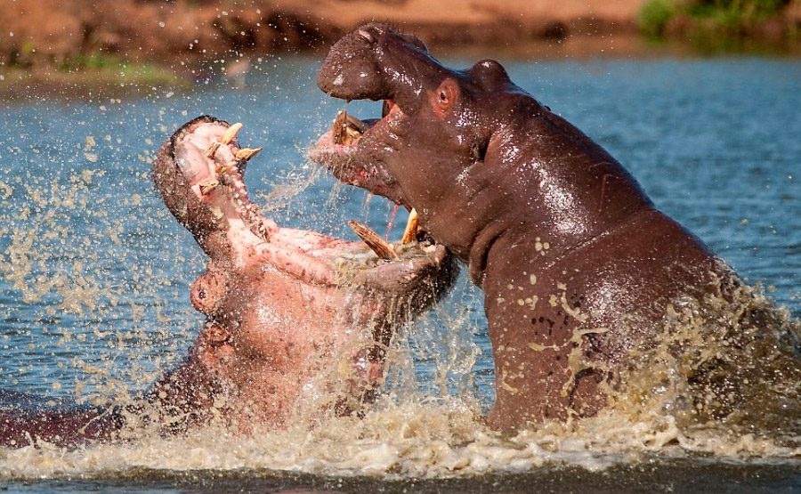 Peligro de los hipopótamos