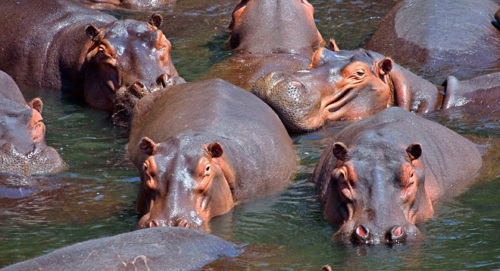 La respuesta de la evolución de los hipopótamos