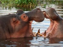 Características básicas de los hipopótamoss