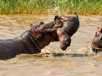 Comportamiento agresivo de los hipopótamos