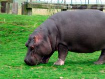 Comportamiento del hipopótamo común