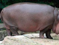 Cuerpo del hipopótamo común