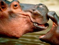 Distribución y hábitat de los hipopótamos