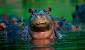 Distribución de los hipopótamos