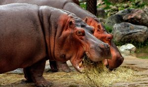 Hábitat de los hipopótamos