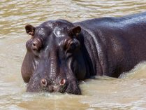 Imagenes del hipopótamo del Nilo