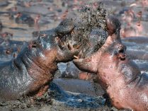 ¿Los hipopótamos son peligrosos?
