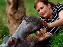 Relación entre los hipopótamos y los seres humanos