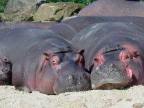 Reproducción de los hipopótamos