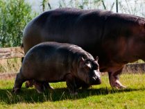 Reproducción del hipopótamo común