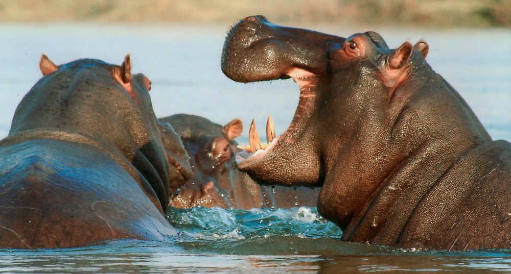 Agresividad de los hipopótamos