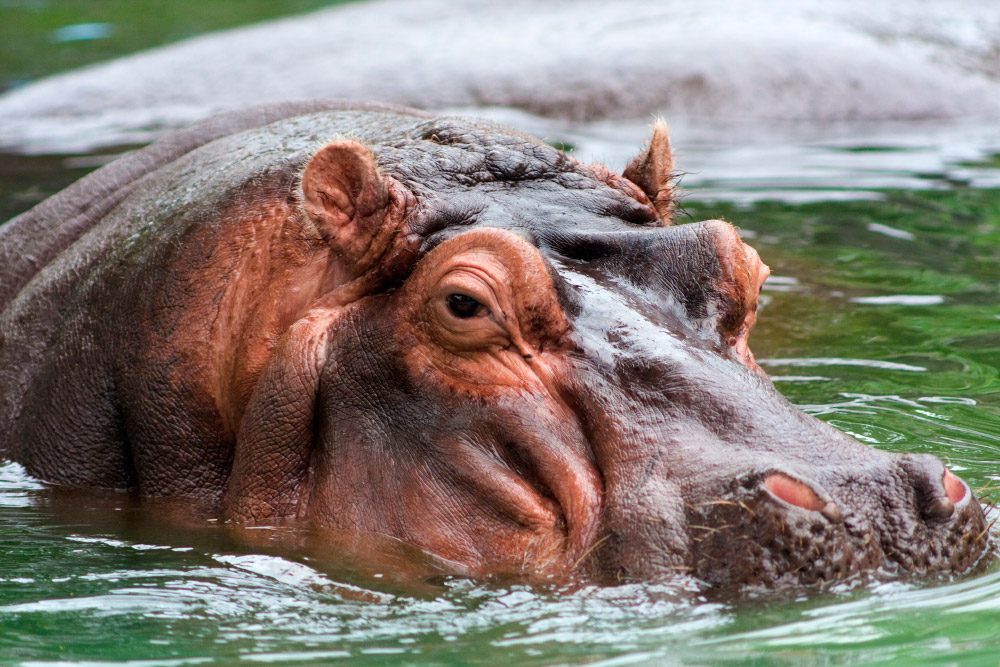 Cabeza del hipopótamo común