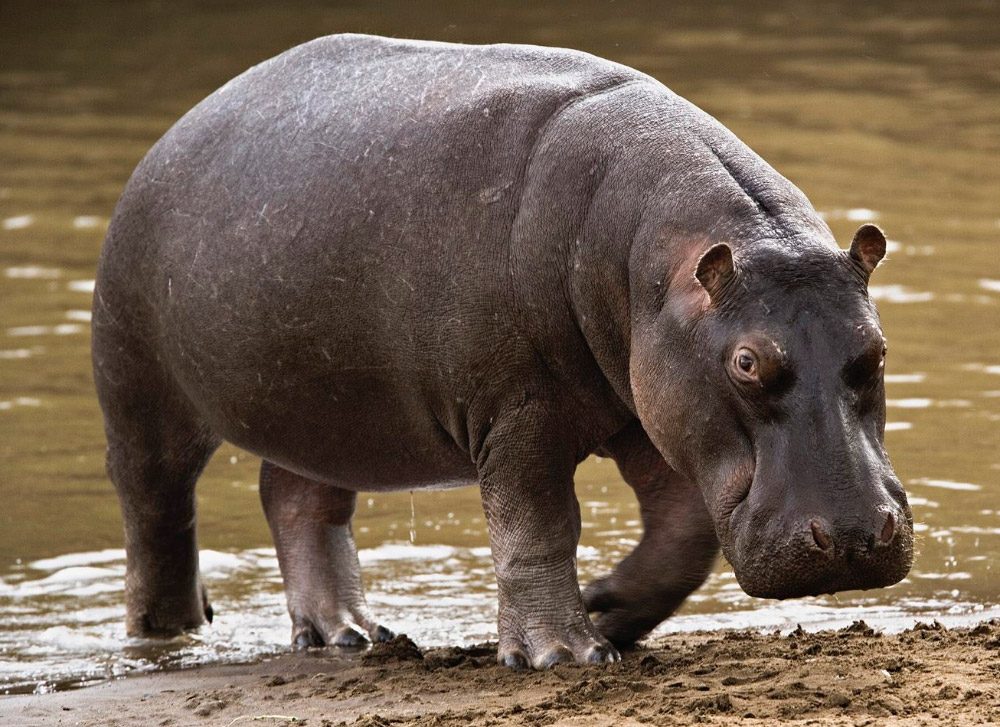 Cabeza del hipopótamo del Nilo