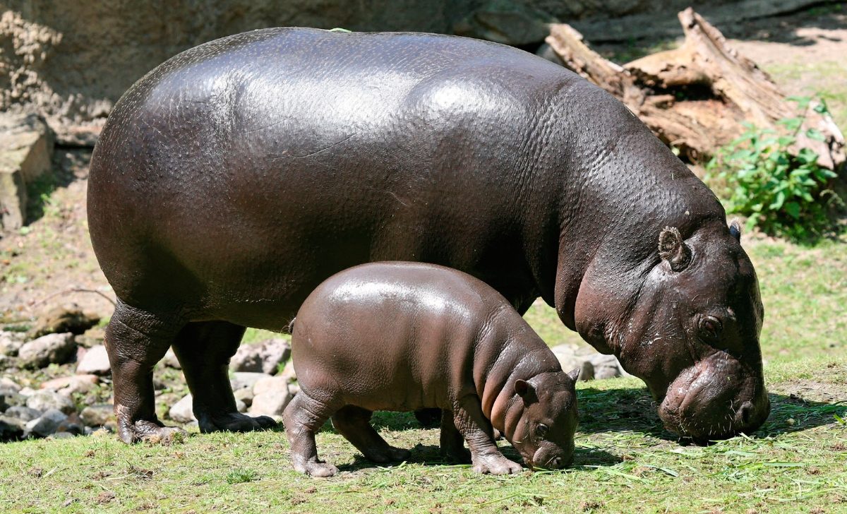 Características físicas de los hipopótamos