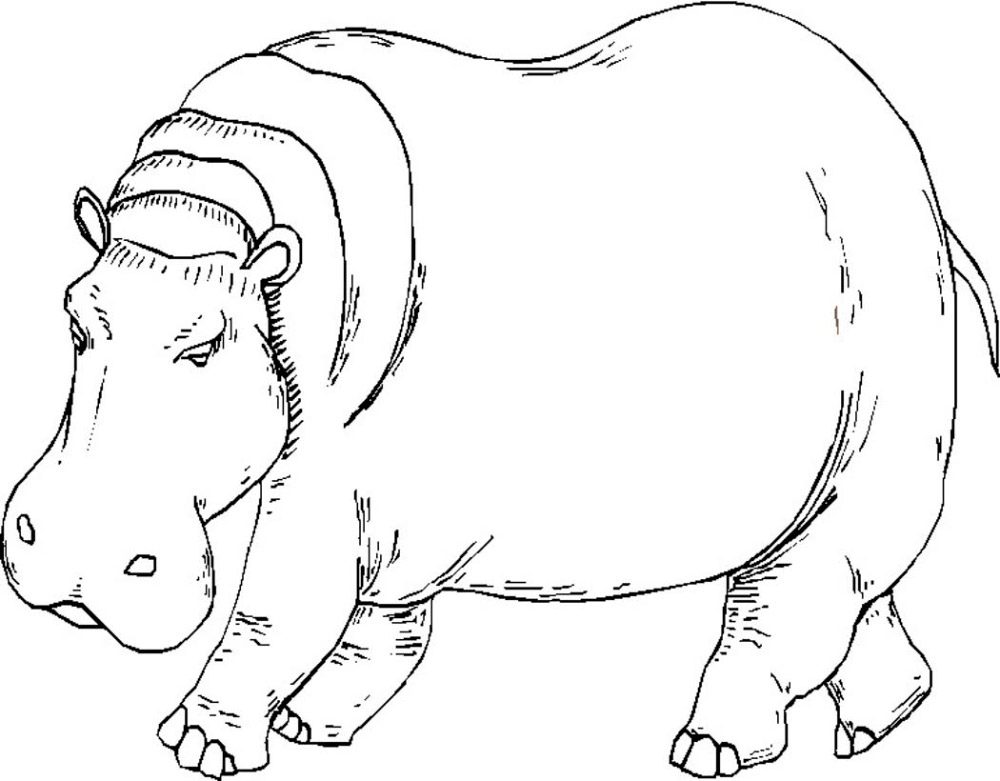 Colorear dibujos de hipopótamos