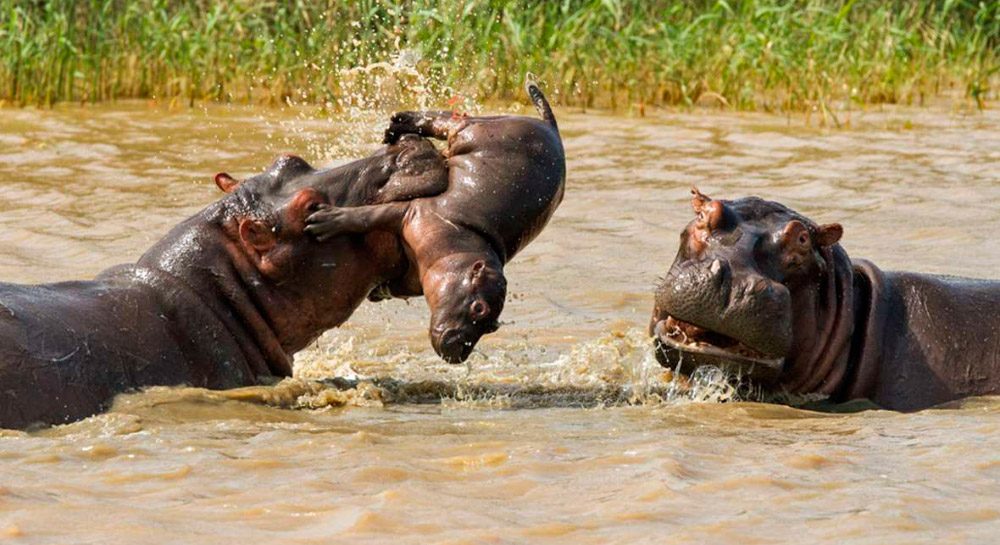 Comportamiento agresivo de los hipopótamos