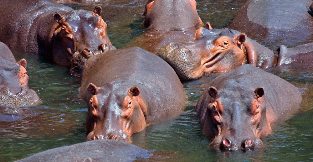 Comportamiento de los hipopótamos