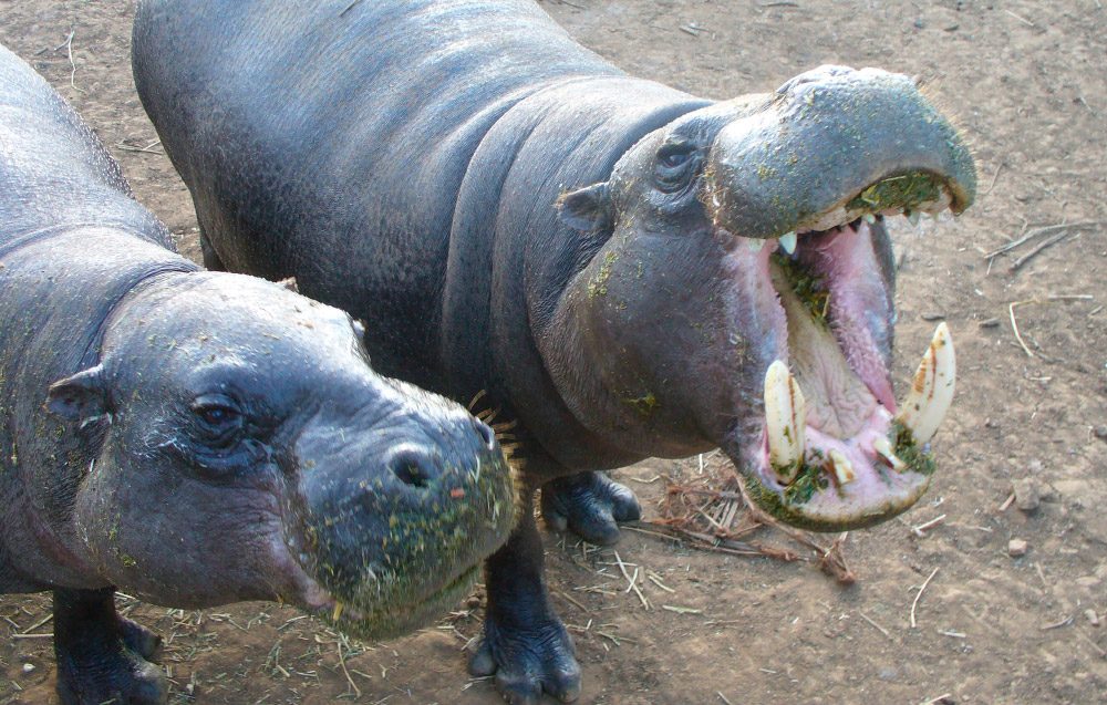 Comportamiento del hipopótamo pigmeo