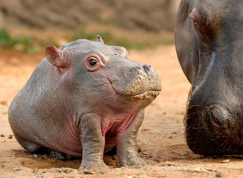 Cria De Hipopótamo Imágenes Y Fotos 