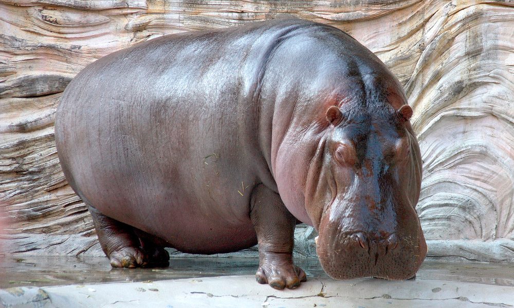 ¿Cuánto pesan los hipopótamos adultos?