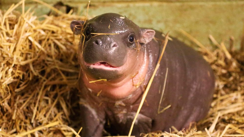 ¿Cuánto pesan los hipopótamos al nacer?
