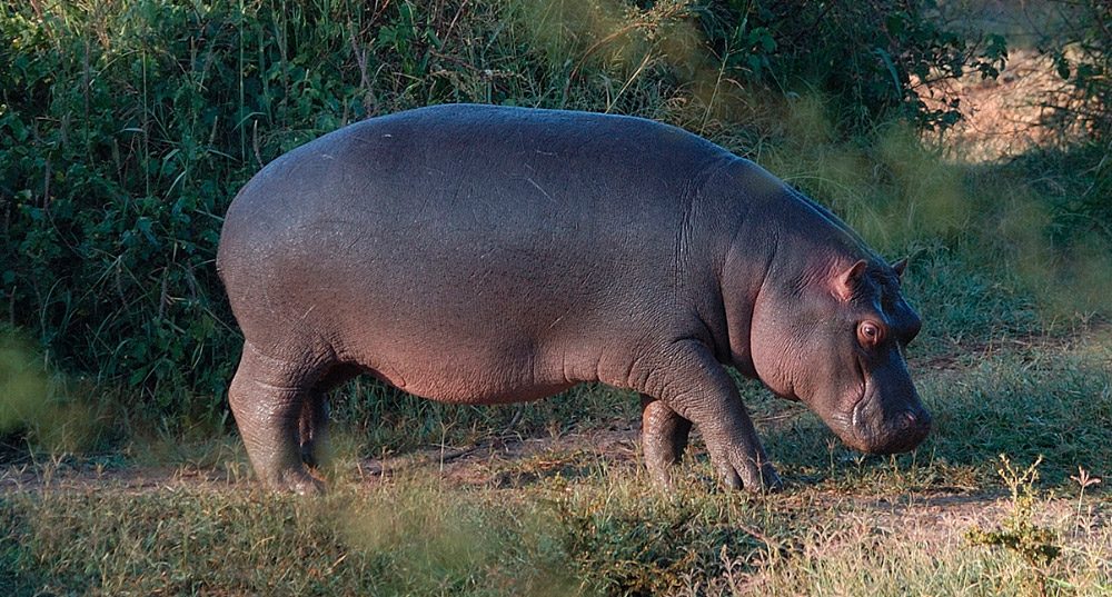 ¿Cuánto pesan los hipopótamos?