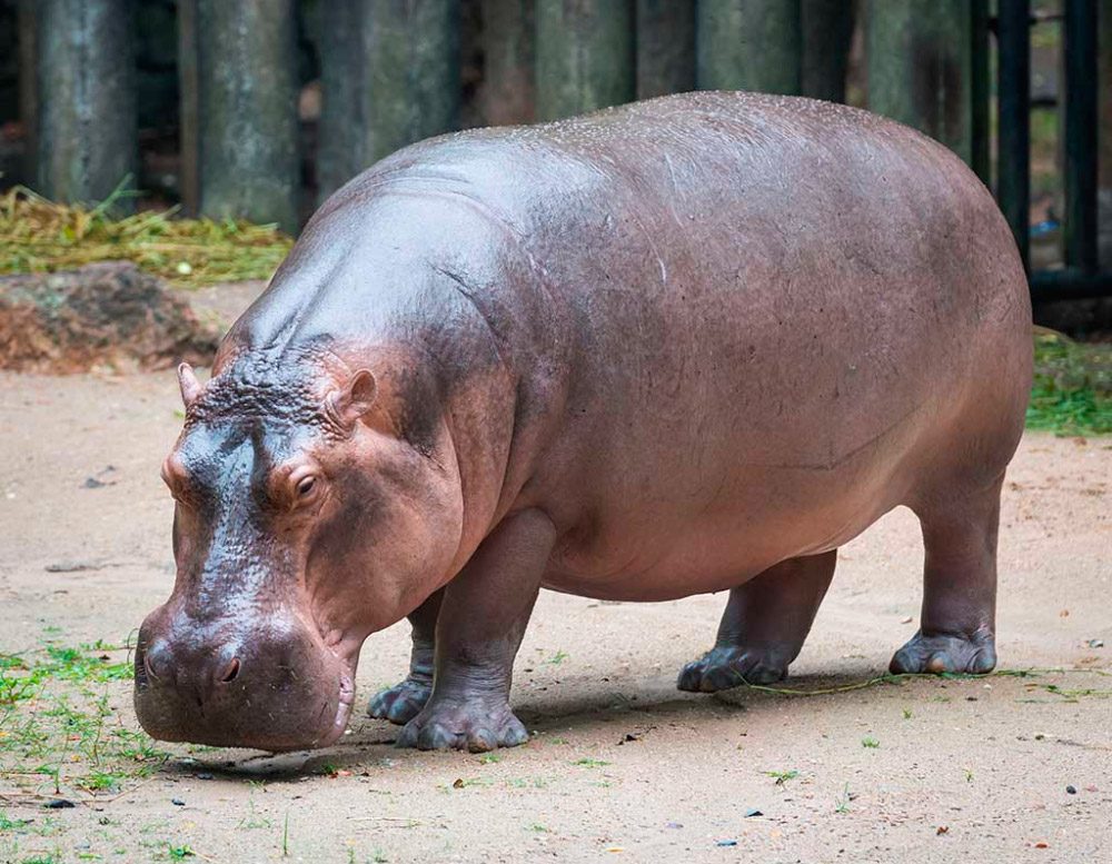 Cuerpo de los hipopótamos