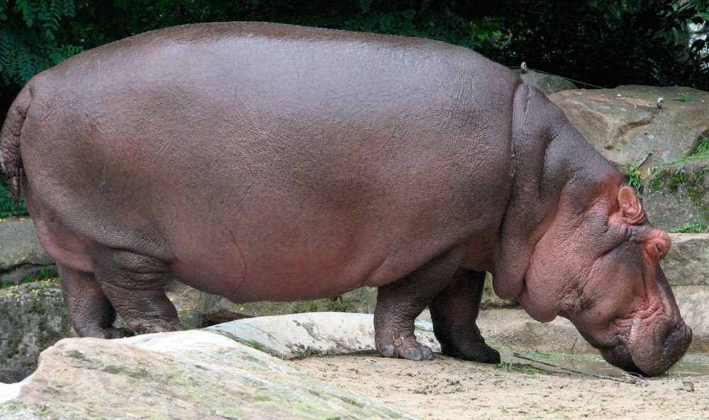 Cuerpo del hipopótamo común