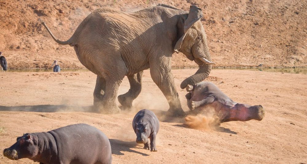 Depredadores y amenazas de los hipopótamos
