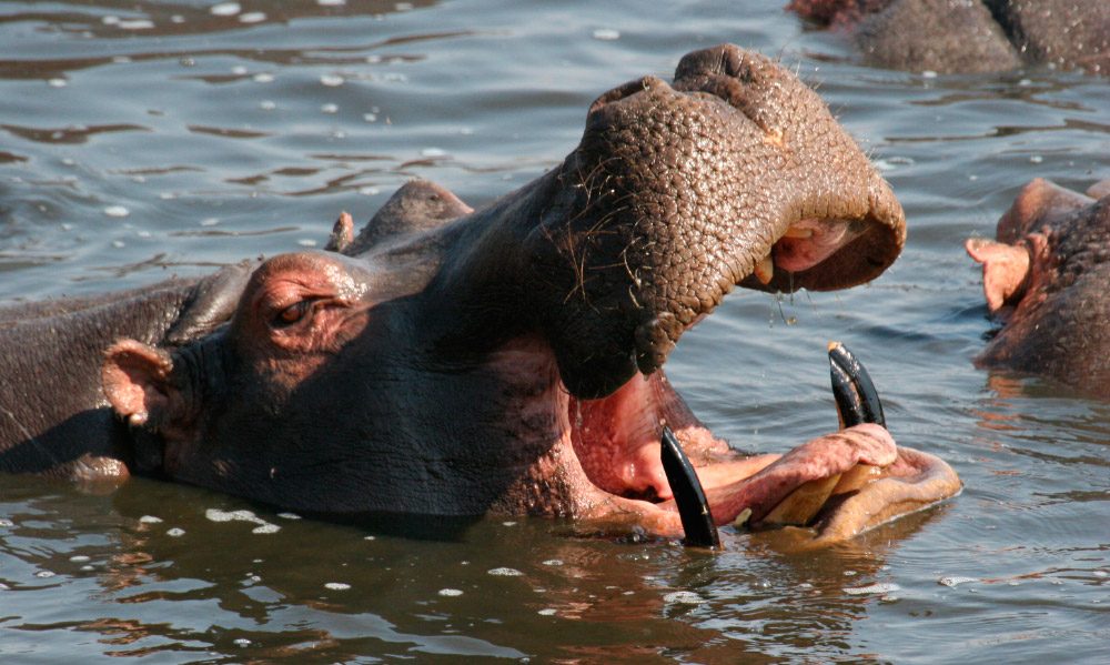 Dientes de los hipopótamos
