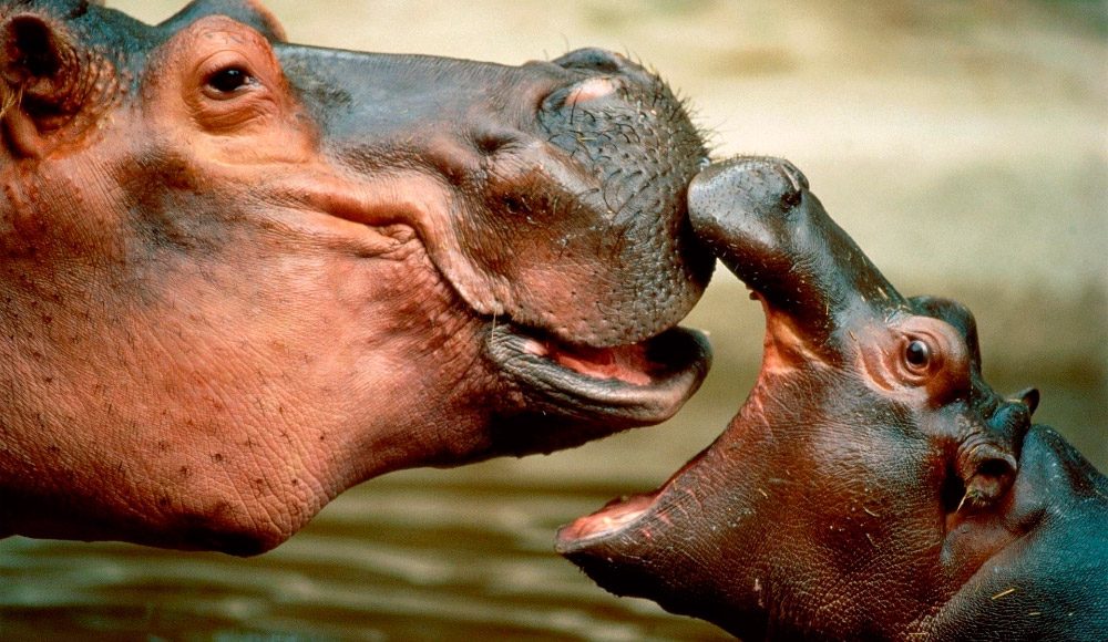 Distribución y hábitat de los hipopótamos