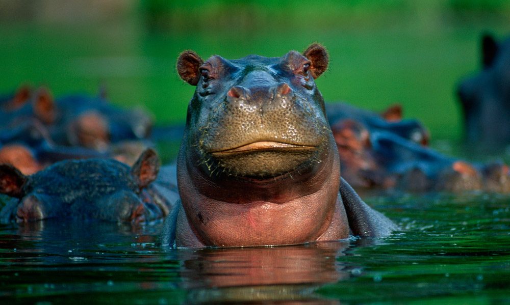¿Dónde viven los hipopótamos?