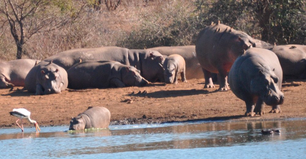 El territorio de los hipopótamos