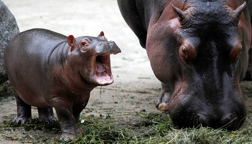 Evolución del hipopótamo