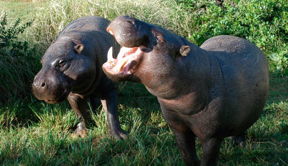Extinción de los hipopótamos