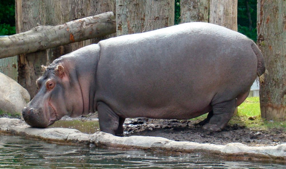 Extinción del hipopótamo común