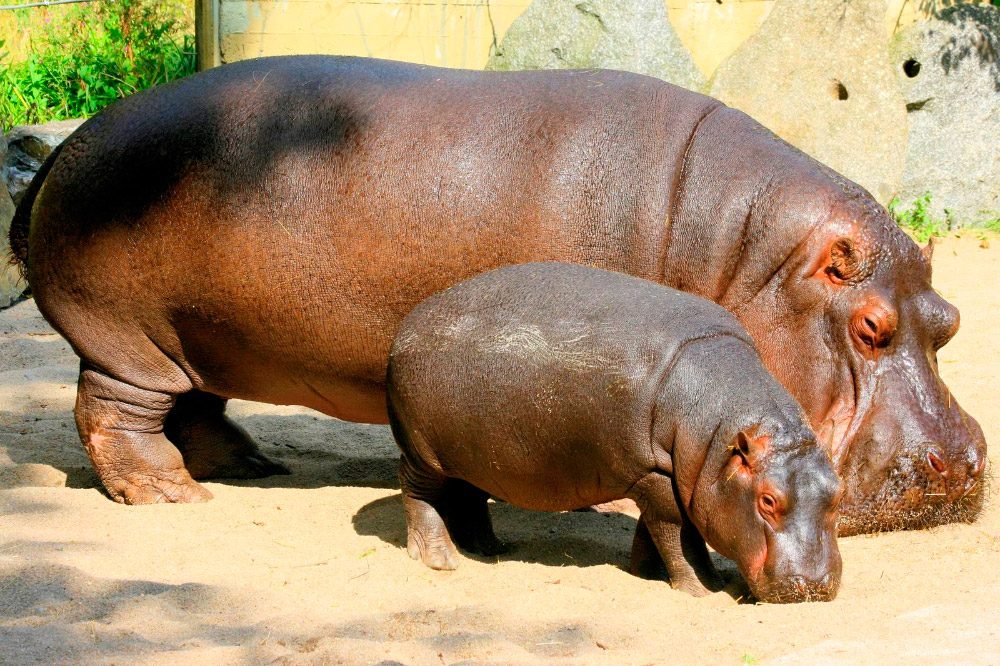 Familia de hipopótamos