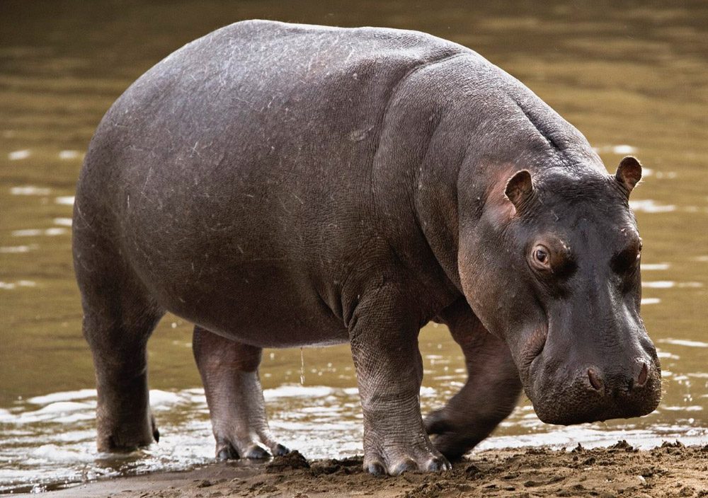 Fotos de hipopótamos