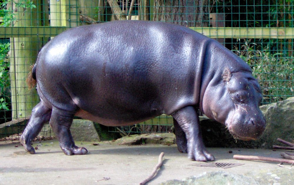 Fotos del hipopótamo pigmeo