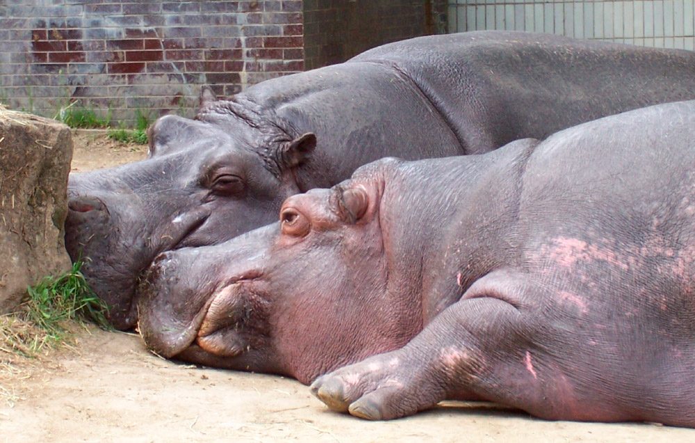 Fotos divertidas de hipopótamos